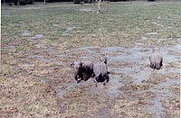 IMG_117.jpg