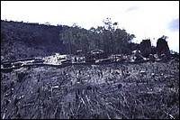 jw-252039_jpg.jpg