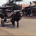 Horsecart at Ninh Hoa.jpg