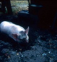 richschleher00107_jpg.jpg