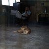 suzi-2520the-2520dog-2520resting_jpg.jpg