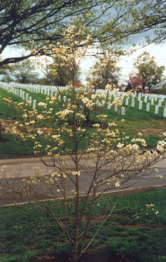 Arlington